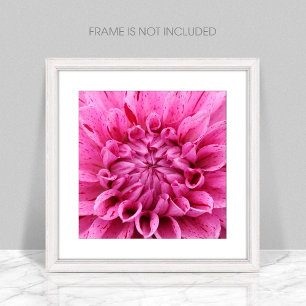 Impressão de Foto Rosa De Fecho (Flor Rosa)
