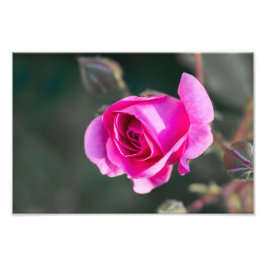 Impressão de Foto Rosa e Botões Fotografia