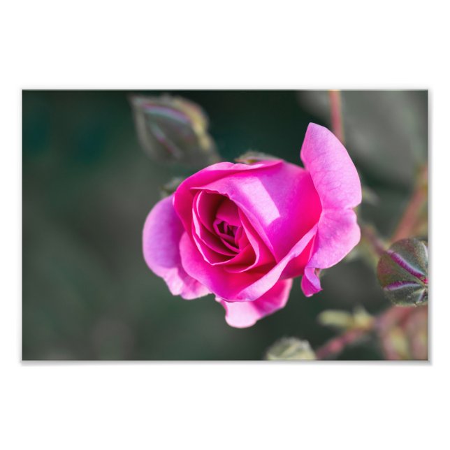 Impressão de Foto Rosa e Botões Fotografia (Frente)