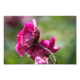 Impressão de Foto Rosa - Graça Magenta