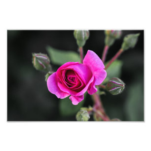 Impressão de Foto Rosa Rosa e Botões Fotografia