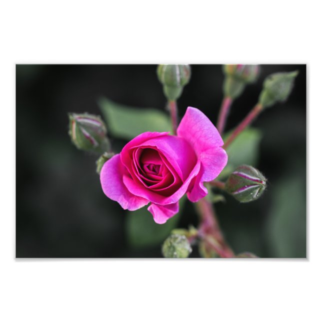 Impressão de Foto Rosa Rosa e Botões Fotografia (Frente)