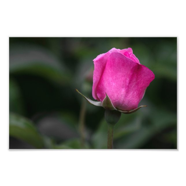 Impressão de Foto Rosa Rosa Elegante (Frente)