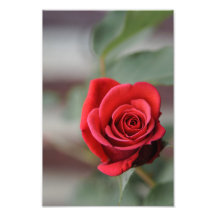 Impressão de Foto Rosa Vermelha Elegância Fotograf