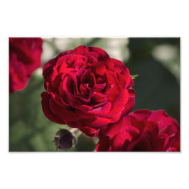 Impressão de Foto Rosas - Radiância de Veludo