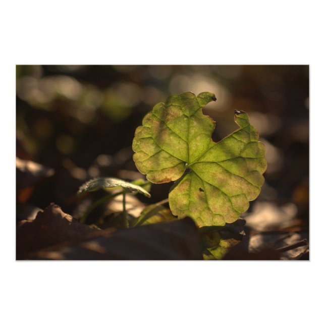 Impressão de Foto Sun CC0305 (Frente)