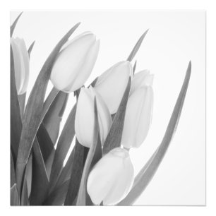 Impressão de Foto Tulipas Brancas