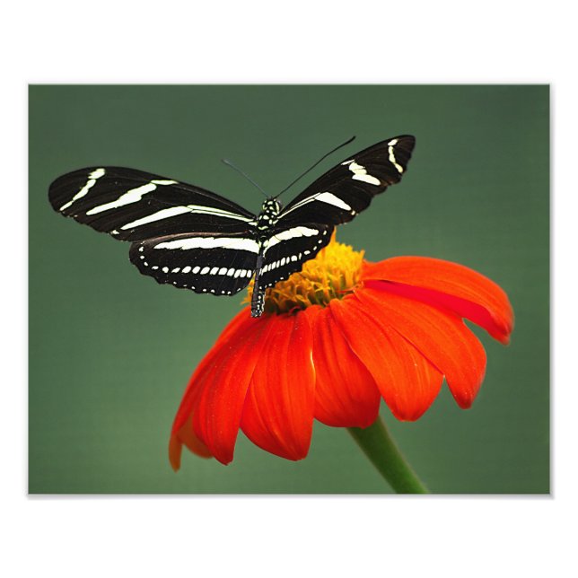 Impressão de Foto Zebra Longwing (Frente)