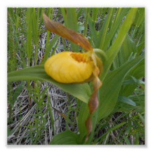 impressão de Fotografia 6x6