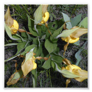 impressão de Fotografia 6x6