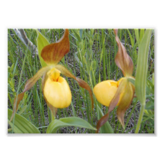 impressão de Fotografia 7x5