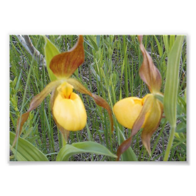 impressão de Fotografia 7x5 (Frente)