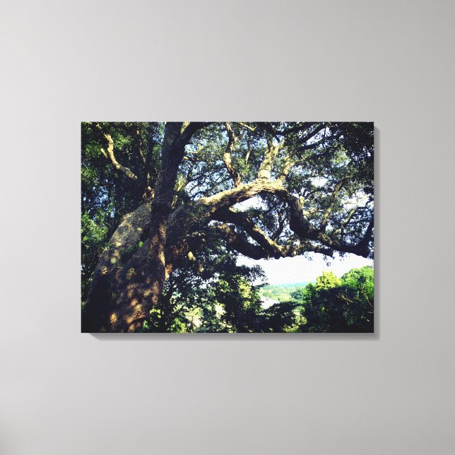 Impressão de Fotografia da Árvore Antiga (Frente)