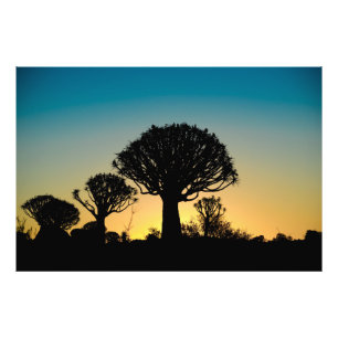 Impressão de Fotografia da Floresta de Árvore Si