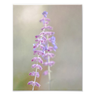 Impressão de Fotografia da Sage Russa