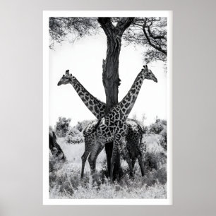 Impressão de Fotografia da Vida Selvagem, Girafas 
