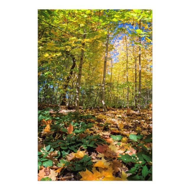 Impressão de Fotografia da vista Colorful Central  (Frente)