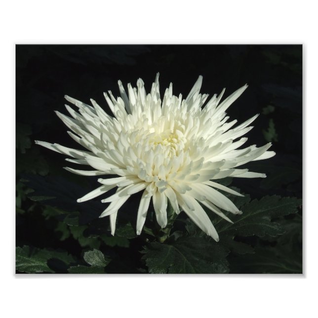 Impressão de Fotografia de 10" x 8" com Chrysanthe (Frente)
