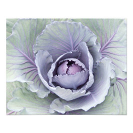 Impressão de Fotografia de Cabbage