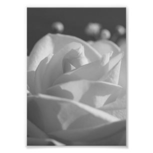 Impressão de Fotografia de Flor B&W Rosa Branca