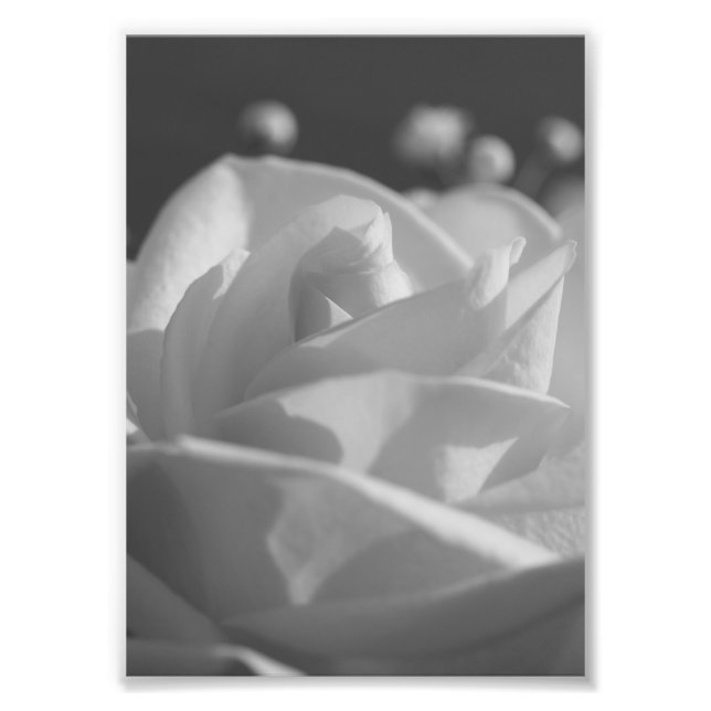 Impressão de Fotografia de Flor B&W Rosa Branca (Frente)
