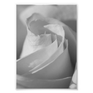 Impressão de Fotografia de Flor B&W Rosa Branca