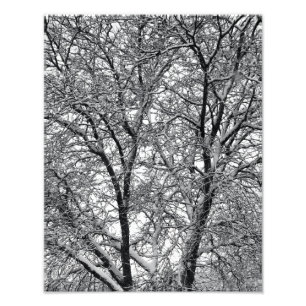 Impressão de Fotografia de Galhos de Árvore na Nev