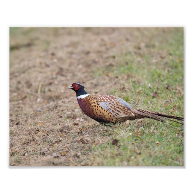 Impressão de Fotografia de Pheasant (Frente)