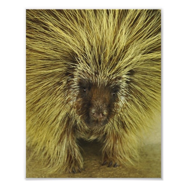 Impressão de Fotografia de Porcupine do Texas Cute (Frente)