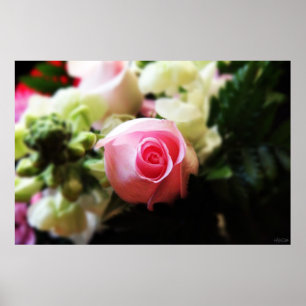 impressão de fotografia de rosa rosa única