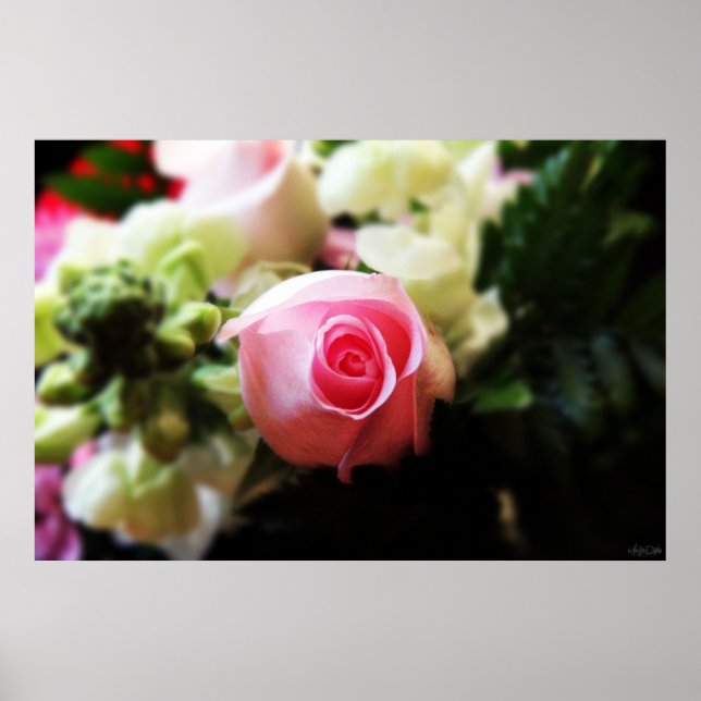 impressão de fotografia de rosa rosa única (Frente)
