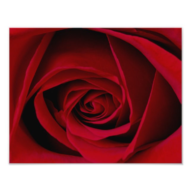 Impressão de Fotografia de Rosa vermelha Elegante (Frente)