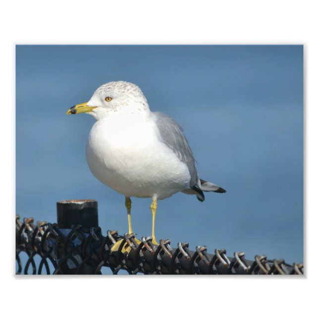 Impressão de Fotografia de Seagull (Frente)