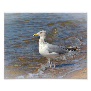 Impressão de Fotografia de Seagull