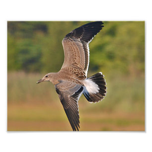 Impressão de Fotografia de Seagull