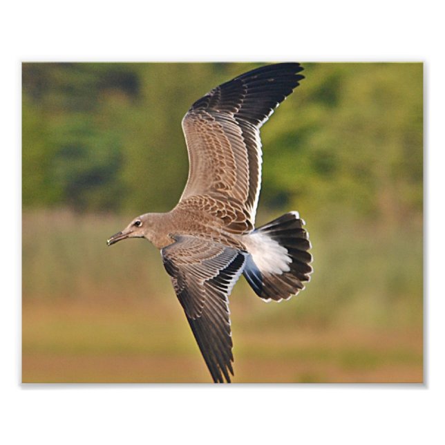 Impressão de Fotografia de Seagull (Frente)