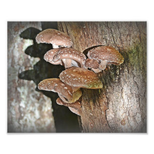 Impressão de Fotografia de Shiitake Mushroom