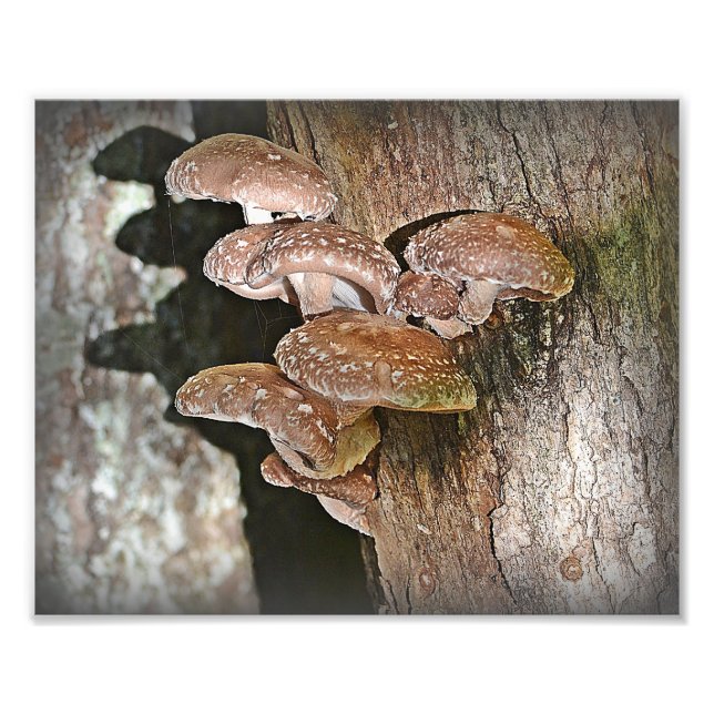 Impressão de Fotografia de Shiitake Mushroom (Frente)