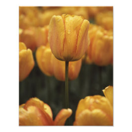 Impressão de Fotografia de Tulip Amarelo