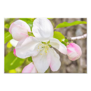 Impressão de Fotografia do Apple Blossom