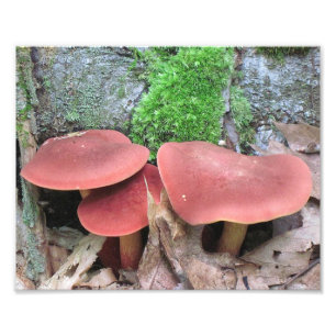 Impressão de Fotografia do Cogumelo