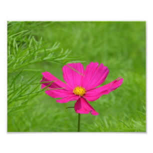 Impressão de Fotografia do Flor Cosmos Rosa