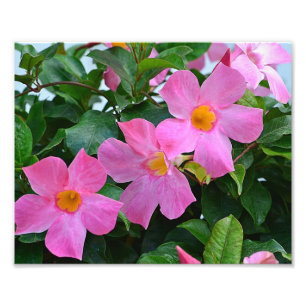 Impressão de Fotografia do Flor Rosa