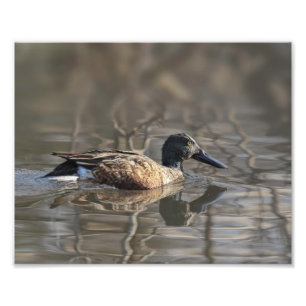 Impressão de Fotografia do norte Shoveler
