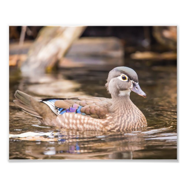 Impressão de fotografia do Pato de Madeira (Frente)