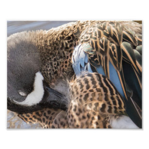 Impressão de Fotografia do Pato Teal Asas Azul