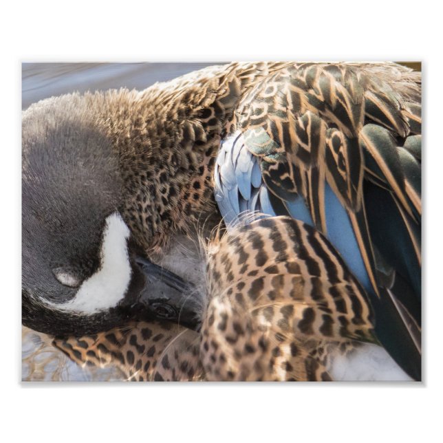 Impressão de Fotografia do Pato Teal Asas Azul (Frente)