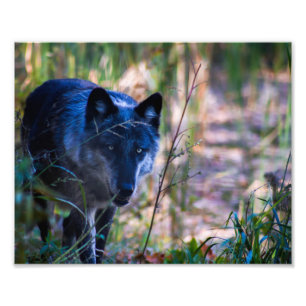 Impressão de Fotografia do Wolf cinza