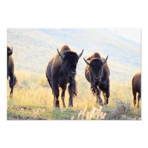 Impressão de Fotografia em Execução de Buffalo