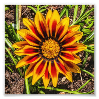 Impressão de fotografia Floral 1